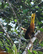 Russet-backed Oropendola