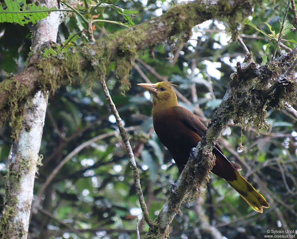 Russet-backed Oropendolaadult