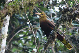 Russet-backed Oropendola