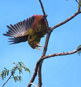 Green Oropendola