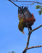 Green Oropendola