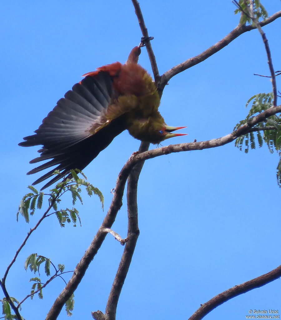 Green Oropendolaadult, courting display