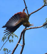 Green Oropendola