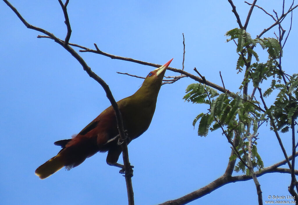 Green Oropendolaadult