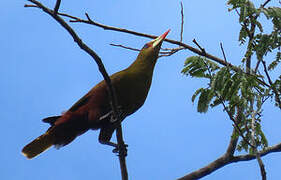 Green Oropendola