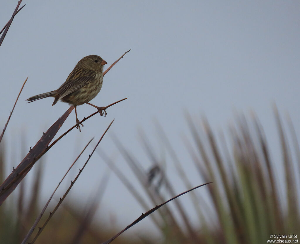 Plain-colored Seedeater female adult