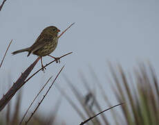 Plain-colored Seedeater