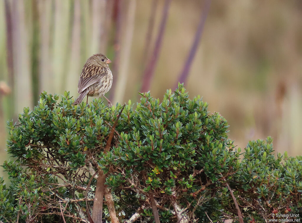 Plain-colored Seedeater female adult