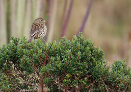 Plain-colored Seedeater