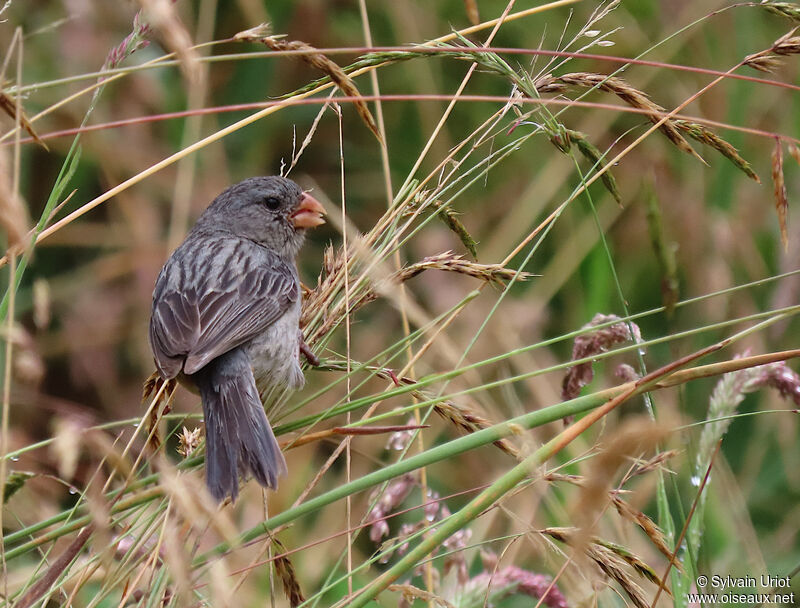Plain-colored Seedeater male adult