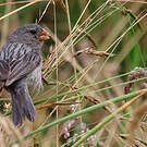 Cataménie terne