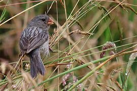 Plain-colored Seedeater