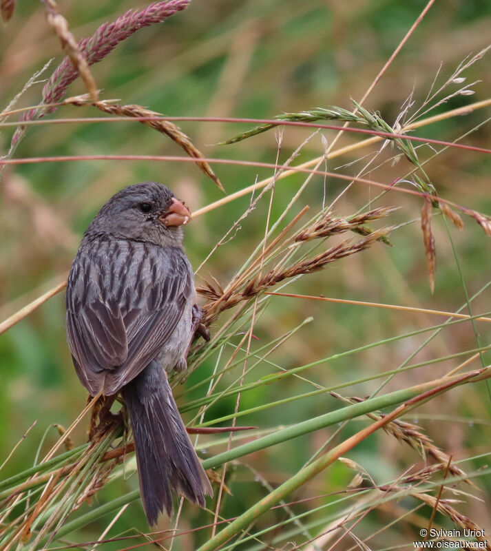 Plain-colored Seedeater male adult