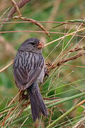 Plain-colored Seedeater