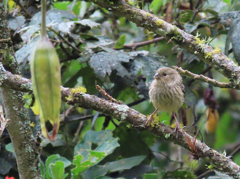 Plain-colored Seedeater female adult