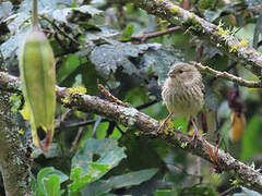 Plain-colored Seedeater