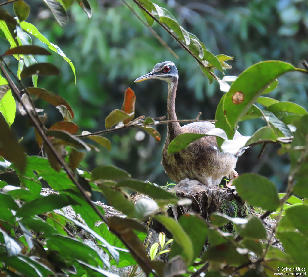 Caurale soleiladulte, Nidification