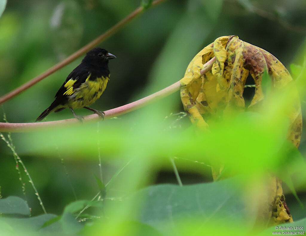 Chardonneret à ventre jaune mâle adulte