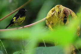 Yellow-bellied Siskin