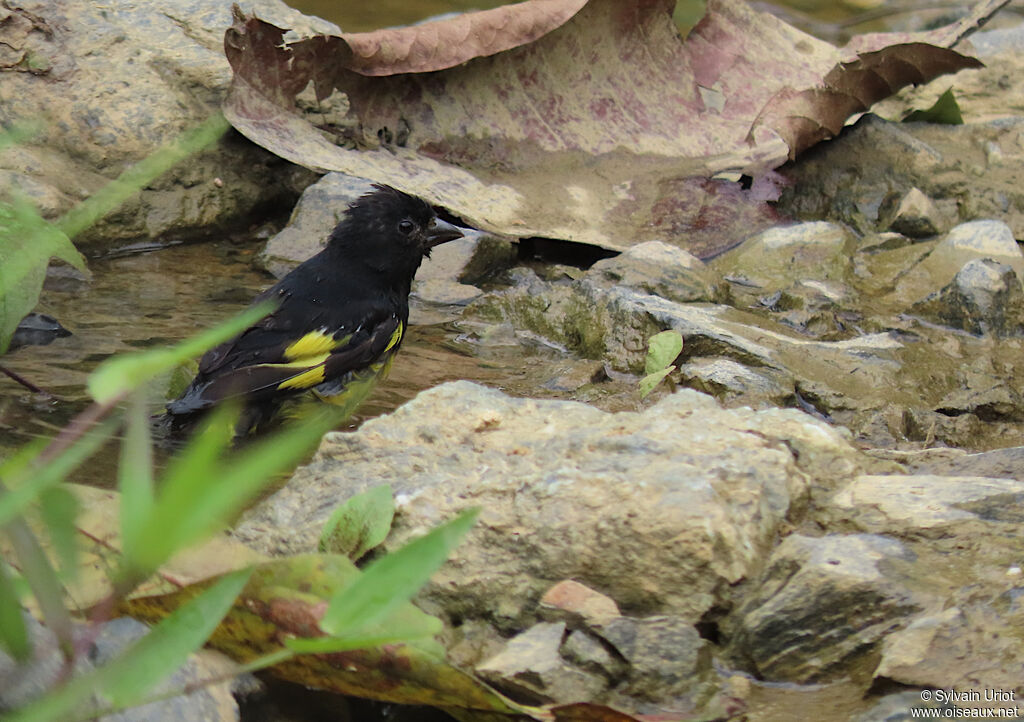 Yellow-bellied Siskin male adult