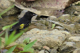 Yellow-bellied Siskin