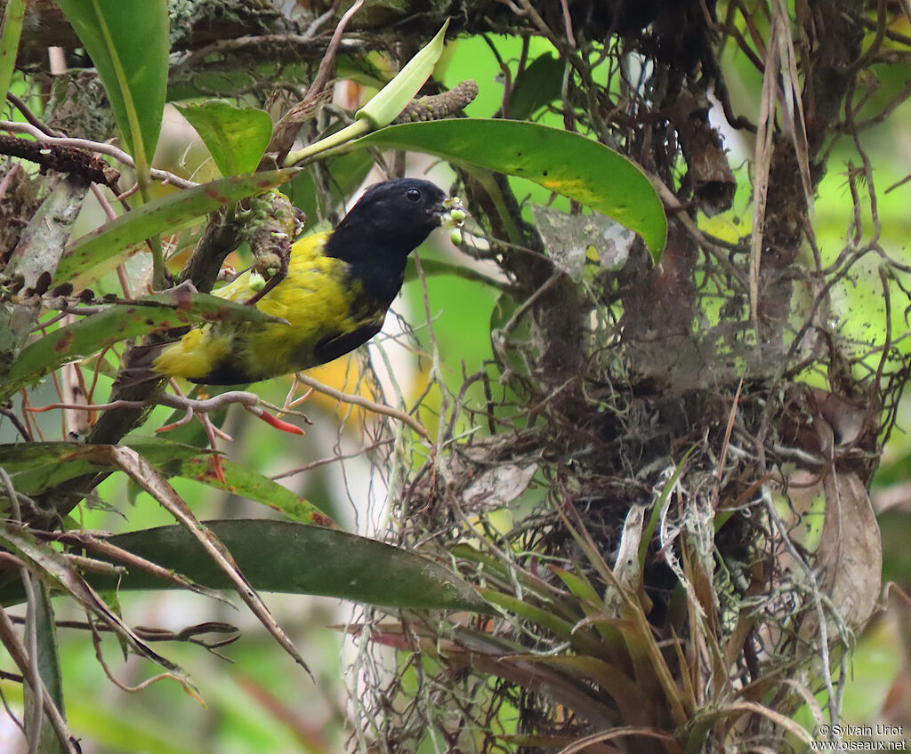 Yellow-bellied Siskin male adult