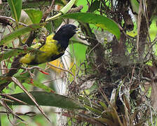 Yellow-bellied Siskin