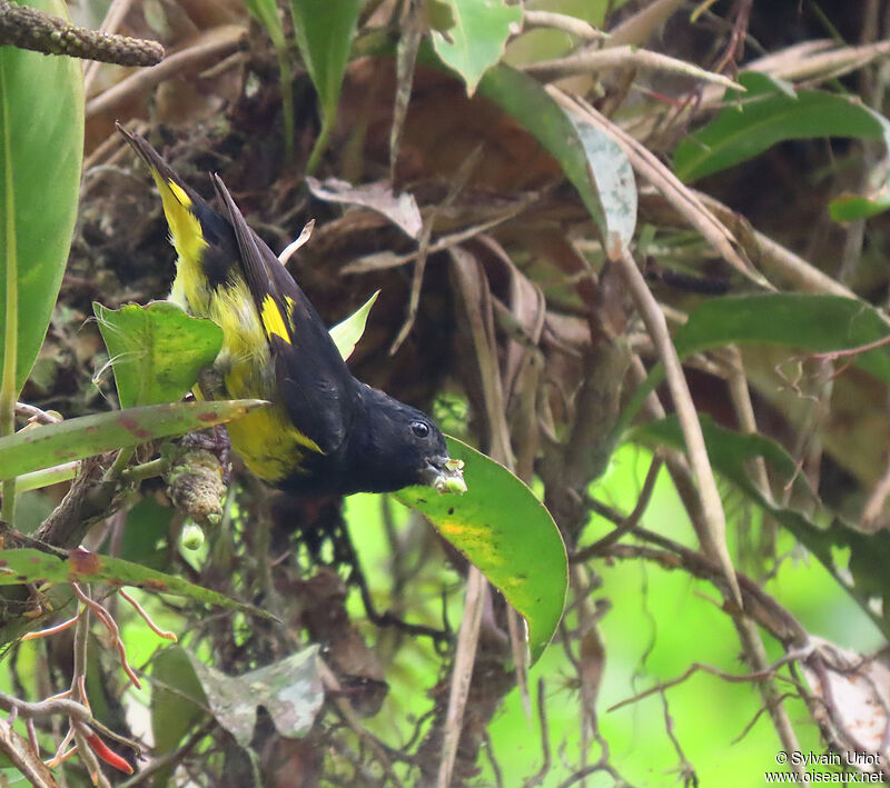 Yellow-bellied Siskin male adult