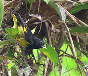 Chardonneret à ventre jaune