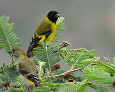 Hooded Siskin