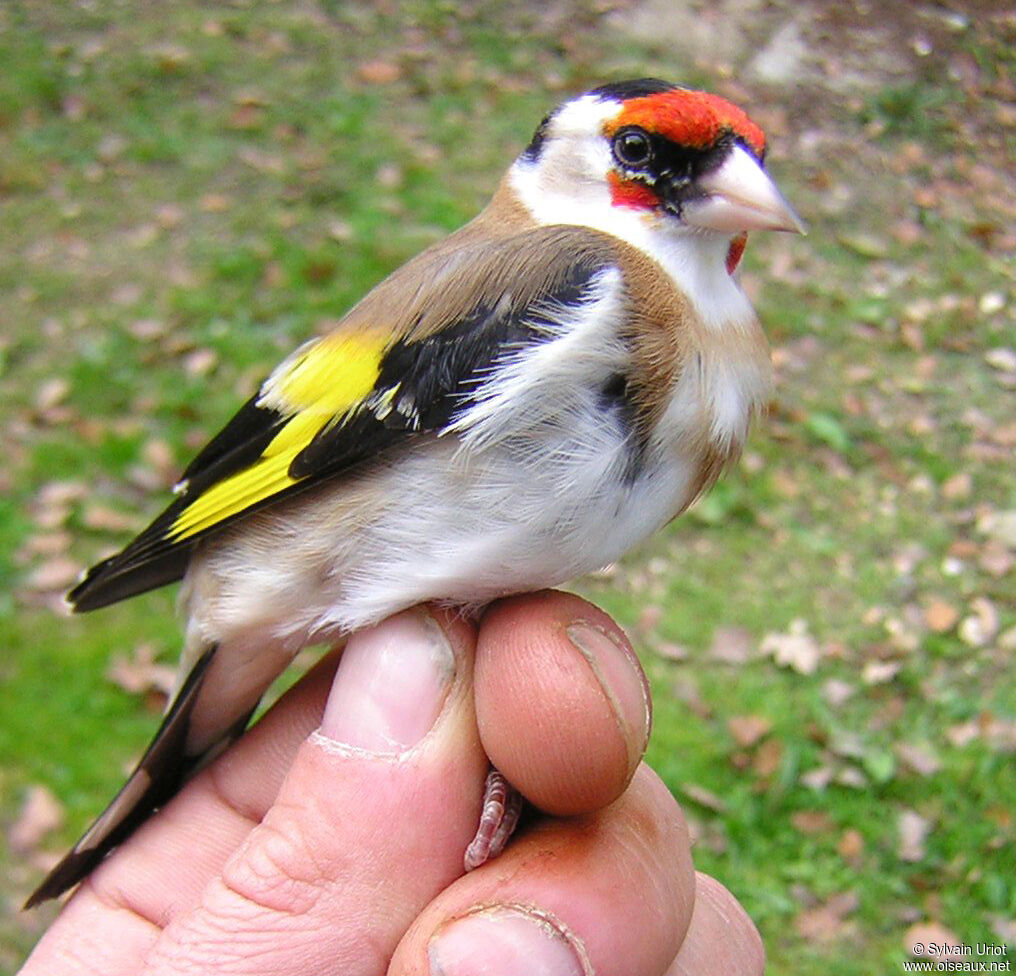 Chardonneret élégant mâle adulte