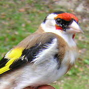 European Goldfinch