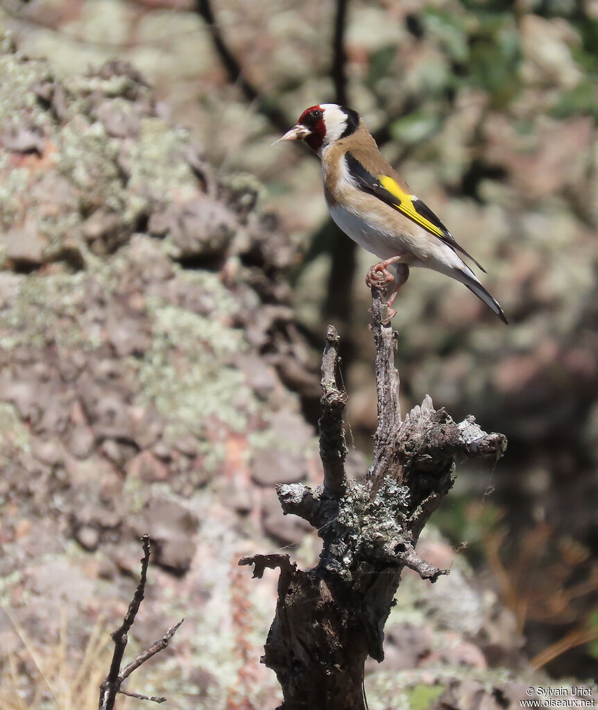 Chardonneret élégant mâle, adulte