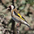 Chardonneret élégant