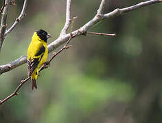 Saffron Siskin