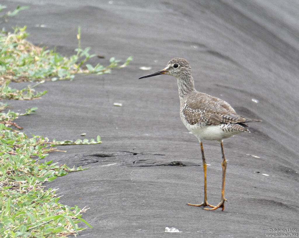 Lesser Yellowlegs