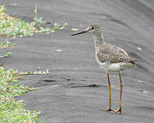 Lesser Yellowlegs