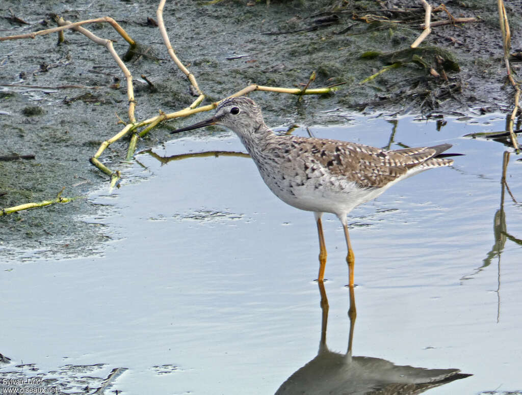 Lesser Yellowlegsadult breeding, habitat, pigmentation