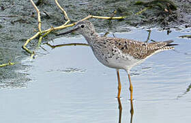 Lesser Yellowlegs