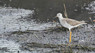 Lesser Yellowlegs