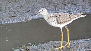 Lesser Yellowlegs