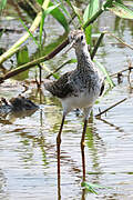 Lesser Yellowlegs