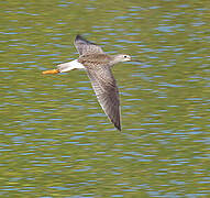 Lesser Yellowlegs