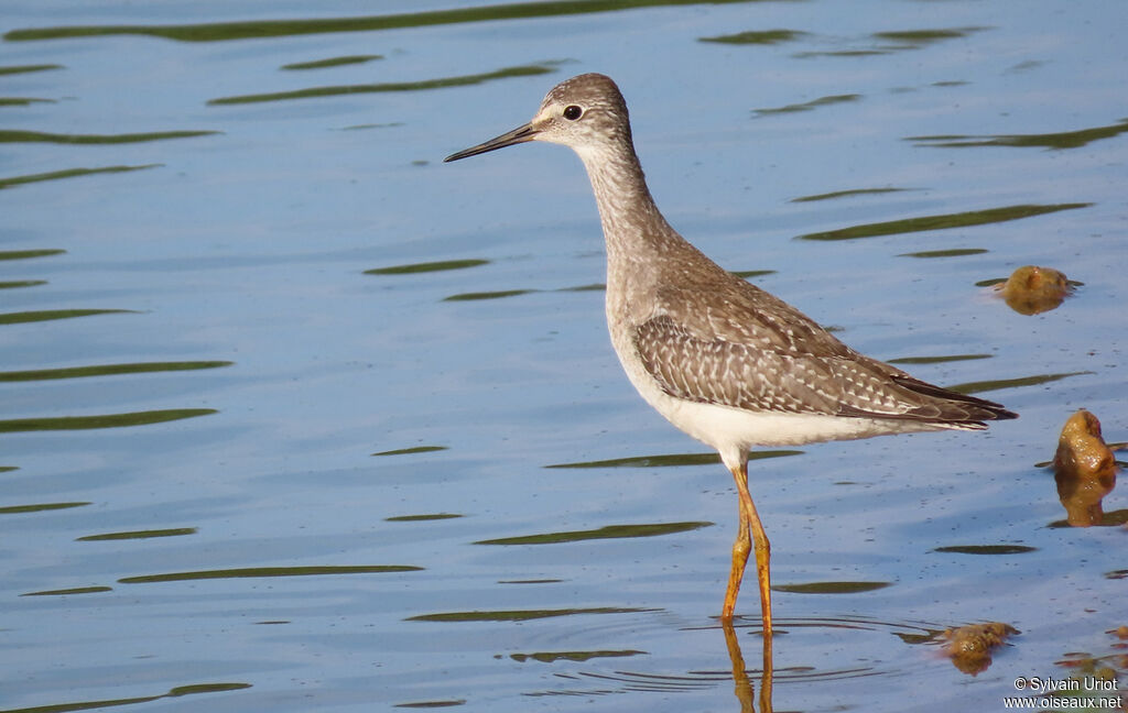 Lesser Yellowlegs