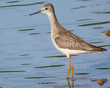 Lesser Yellowlegs