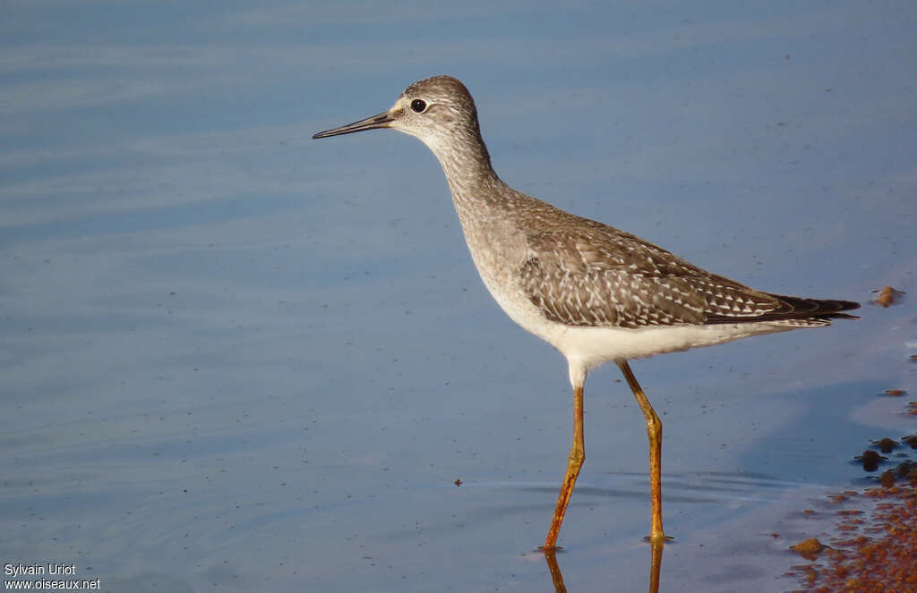 Lesser Yellowlegsjuvenile, identification