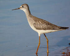 Lesser Yellowlegs