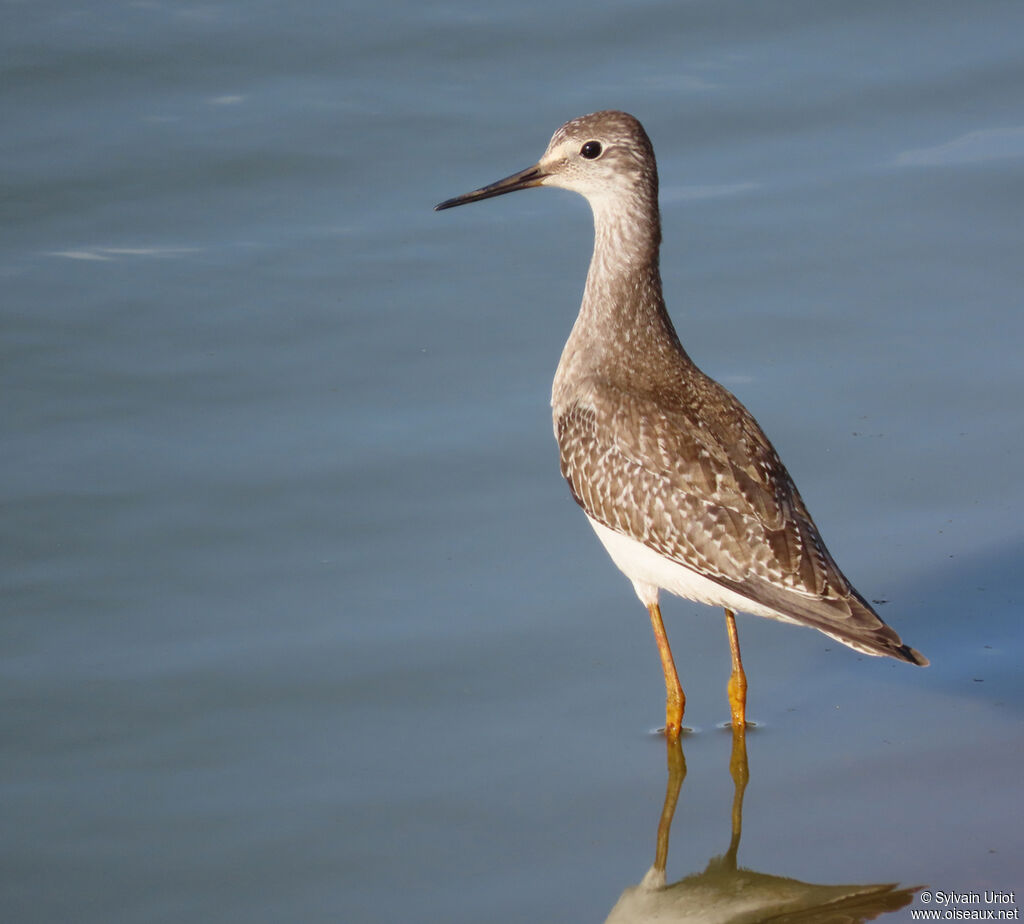 Lesser Yellowlegs