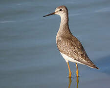 Lesser Yellowlegs