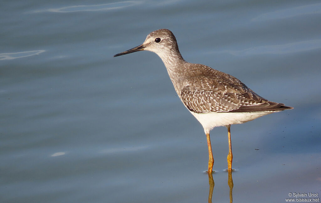 Lesser Yellowlegs